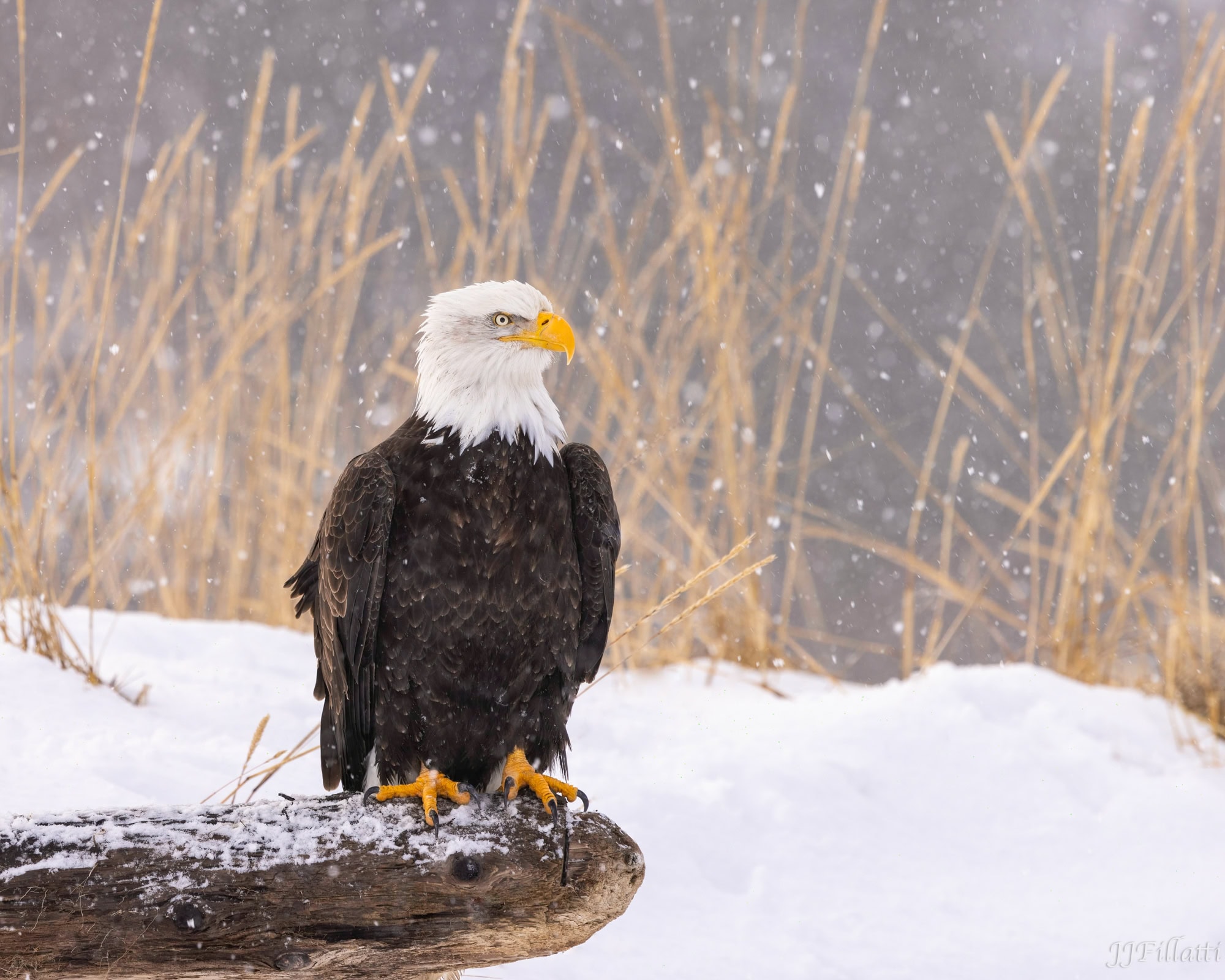 bird of homer alaska image 21